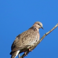 Spilopelia chinensis (Spotted Dove) at Qunaba, QLD - 23 Aug 2024 by lbradley