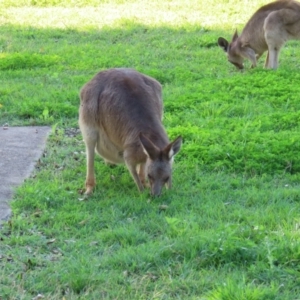 Macropus giganteus at Qunaba, QLD - 23 Aug 2024