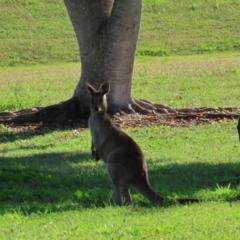 Macropus giganteus at Qunaba, QLD - 23 Aug 2024