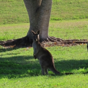Macropus giganteus at Qunaba, QLD - 23 Aug 2024 03:43 PM