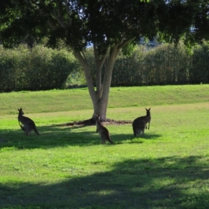 Macropus giganteus at Qunaba, QLD - 23 Aug 2024