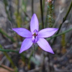 Glossodia minor (Small Wax-lip Orchid) at Tianjara, NSW - 21 Aug 2024 by RobG1