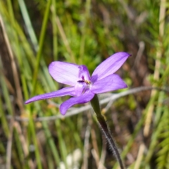 Glossodia minor at Tianjara, NSW - suppressed