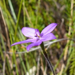 Glossodia minor at Tianjara, NSW - 21 Aug 2024