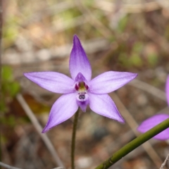 Glossodia minor at Tianjara, NSW - 21 Aug 2024