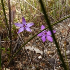 Glossodia minor at Tianjara, NSW - suppressed