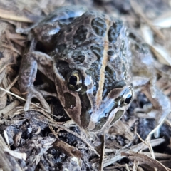 Limnodynastes tasmaniensis (Spotted Grass Frog) at Braidwood, NSW - 23 Aug 2024 by MatthewFrawley