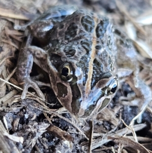 Limnodynastes tasmaniensis at Braidwood, NSW - 23 Aug 2024 02:41 PM