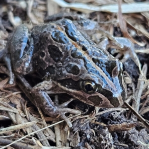 Limnodynastes tasmaniensis at Braidwood, NSW - 23 Aug 2024 02:41 PM