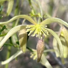 Clematis leptophylla (Small-leaf Clematis, Old Man's Beard) at Aranda, ACT - 23 Aug 2024 by RWPurdie