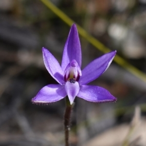 Glossodia minor at Tianjara, NSW - 21 Aug 2024