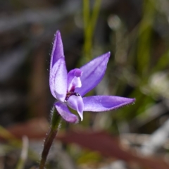 Glossodia minor at Tianjara, NSW - suppressed