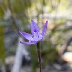 Glossodia minor at Tianjara, NSW - 21 Aug 2024