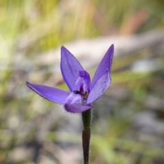 Glossodia minor at Tianjara, NSW - 21 Aug 2024