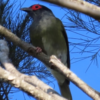 Sphecotheres vieilloti (Australasian Figbird) at Qunaba, QLD - 23 Aug 2024 by lbradley