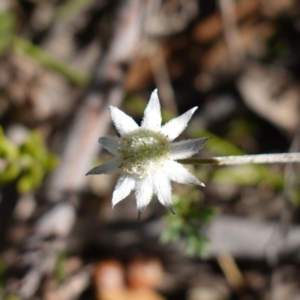 Actinotus minor at Tianjara, NSW - suppressed