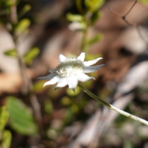 Actinotus minor at Tianjara, NSW - 21 Aug 2024