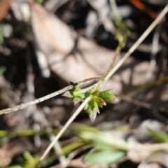 Actinotus minor at Tianjara, NSW - suppressed