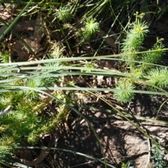 Stylidium laricifolium at Tianjara, NSW - 21 Aug 2024