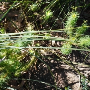 Stylidium laricifolium at Tianjara, NSW - 21 Aug 2024