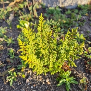 Cheilanthes sieberi subsp. sieberi at Chapman, ACT - 23 Aug 2024