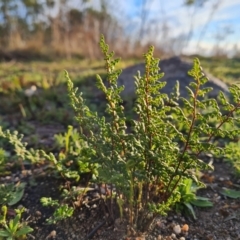 Cheilanthes sieberi subsp. sieberi at Chapman, ACT - 23 Aug 2024