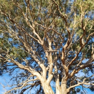 Eucalyptus blakelyi at Chapman, ACT - 23 Aug 2024