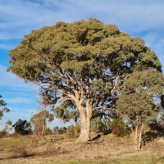 Eucalyptus blakelyi at Chapman, ACT - 23 Aug 2024 04:38 PM