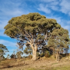 Eucalyptus blakelyi at Chapman, ACT - 23 Aug 2024