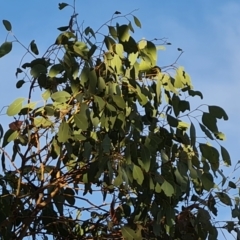 Eucalyptus blakelyi at Chapman, ACT - 23 Aug 2024 04:38 PM