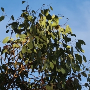 Eucalyptus blakelyi at Chapman, ACT - 23 Aug 2024