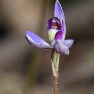 Cyanicula caerulea at Bruce, ACT - suppressed