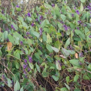 Hardenbergia violacea at Chapman, ACT - 23 Aug 2024 04:36 PM