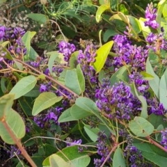 Hardenbergia violacea at Chapman, ACT - 23 Aug 2024