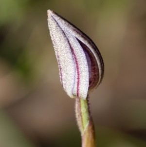 Cyanicula caerulea at Bruce, ACT - suppressed