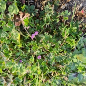 Geranium solanderi var. solanderi at Chapman, ACT - 23 Aug 2024 04:30 PM