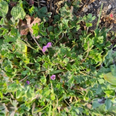 Geranium solanderi var. solanderi (Native Geranium) at Chapman, ACT - 23 Aug 2024 by Mike