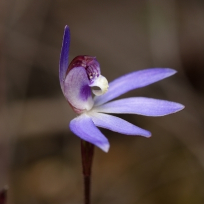 Cyanicula caerulea (Blue Fingers, Blue Fairies) at Aranda, ACT - 23 Aug 2024 by RobertD