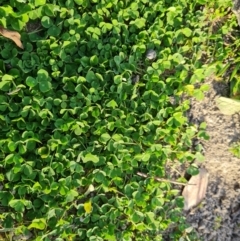 Trifolium subterraneum (Subterranean Clover) at Chapman, ACT - 23 Aug 2024 by Mike