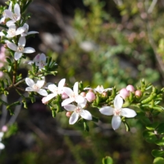 Boronia anemonifolia subsp. anemonifolia at Tianjara, NSW - 21 Aug 2024 by RobG1