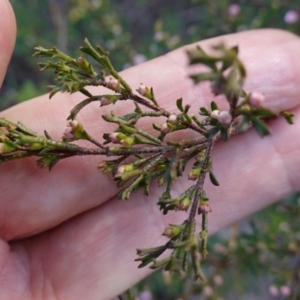 Boronia anemonifolia subsp. anemonifolia at Tianjara, NSW - 21 Aug 2024