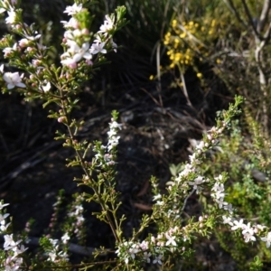 Boronia anemonifolia subsp. anemonifolia at Tianjara, NSW - 21 Aug 2024