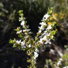 Boronia anemonifolia subsp. anemonifolia at Tianjara, NSW - suppressed