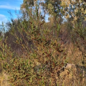 Dodonaea viscosa subsp. angustissima at Chapman, ACT - 23 Aug 2024