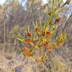 Dodonaea viscosa subsp. angustissima at Chapman, ACT - 23 Aug 2024 05:01 PM