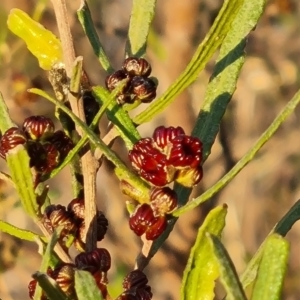 Dodonaea viscosa subsp. angustissima at Chapman, ACT - 23 Aug 2024 05:01 PM