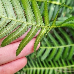 Blechnum neohollandicum at Greenway, ACT - 23 Aug 2024