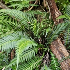 Blechnum neohollandicum at Greenway, ACT - 23 Aug 2024