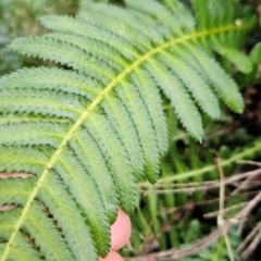 Blechnum neohollandicum at Greenway, ACT - 23 Aug 2024