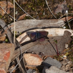 Erina sp. (genus) (A dusky blue butterfly) at Aranda, ACT - 23 Aug 2024 by RobertD